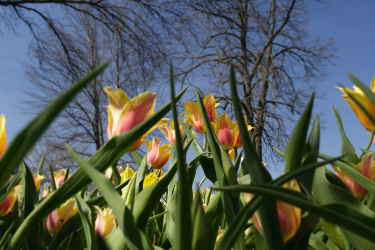 between the tulips