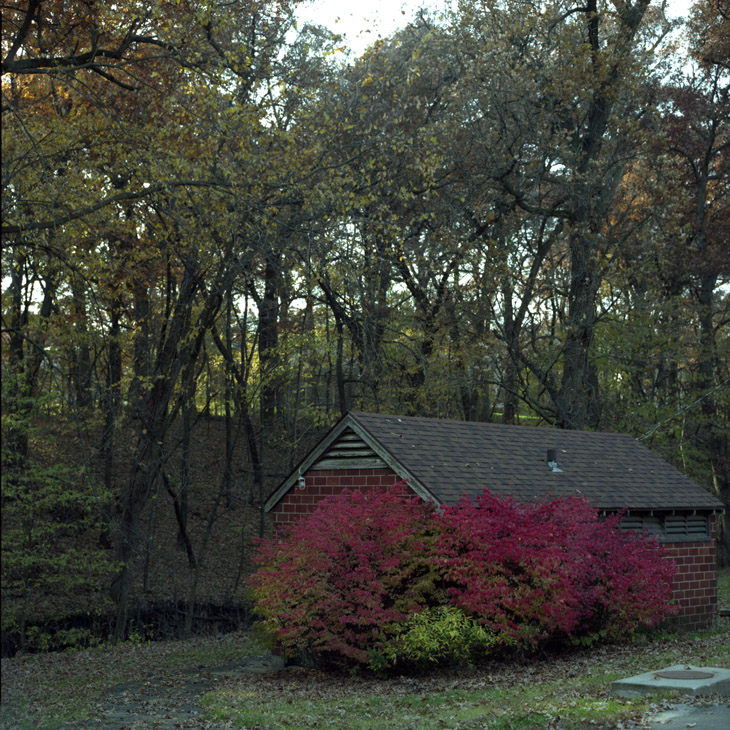 shed and trees